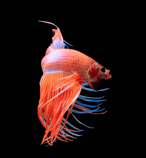 istock Siamese fighting fish, red fish, black background Betta splendens, Betta Fish, Halfmoon Betta. 1061374072