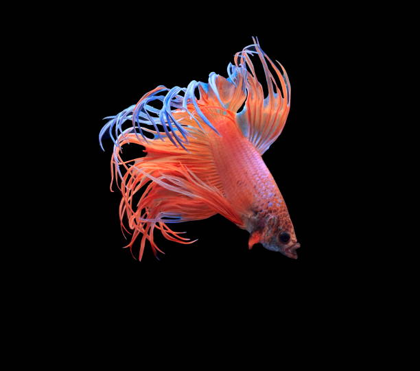 istock Siamese fighting fish, red fish, black background Betta splendens, Betta Fish, Halfmoon Betta. 1061374114
