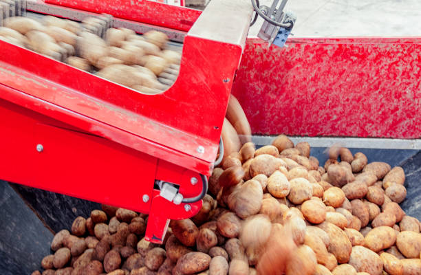 istock Raw potatoes on a conveyor belt following harvest 1061374914