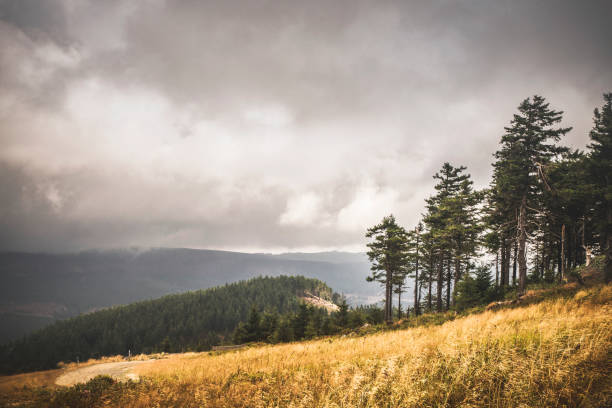 Hillside with golden grass and a forest further down in cloudy weather