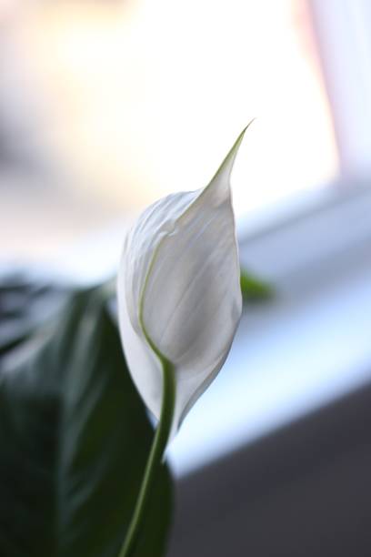 istock White flower with green leaves - Peace Lily 1061379152