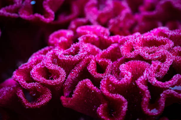 istock red Celosia flower in the garden close-up 1061380906