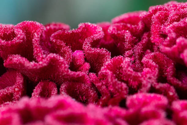 istock red Celosia flower in the garden close-up 1061380932