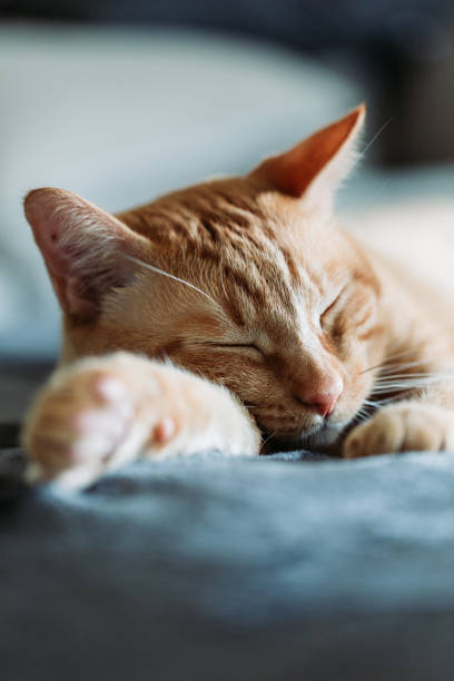dormindo preguiçoso gato amarelo - focus on foreground selective focus vertical horizontal - fotografias e filmes do acervo