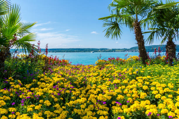Germany, Lake constance behind palm trees and countless colorful flowers stock photo