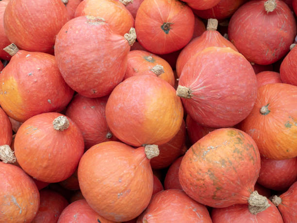 istock Red Hokkaido pumpkin 1061390200