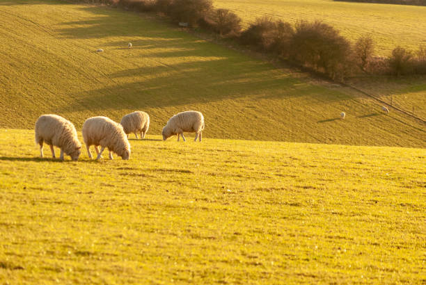 istock Sheep grazing on a hillside in late afternoon sunlight 1061390760