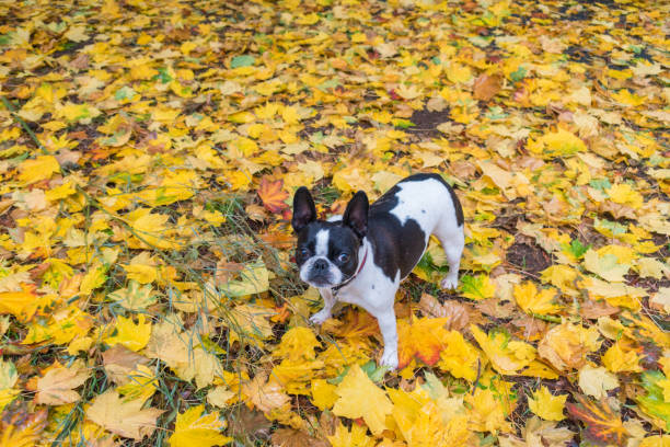 istock French bulldog in Autumn 1061393106