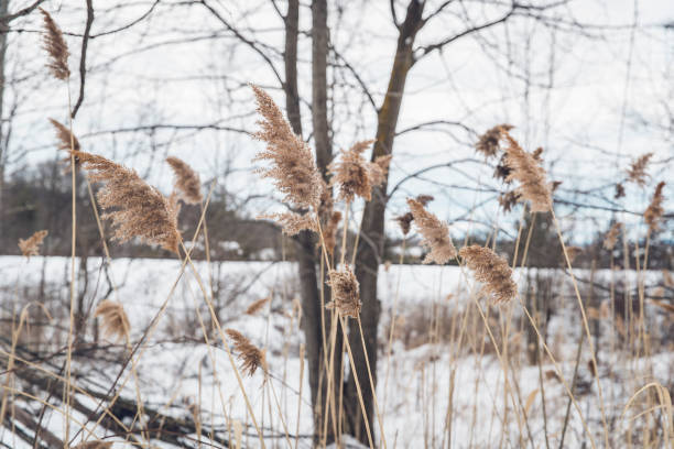 brown grass panicles among snow and cold
