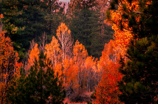istock Autumn Foilage, Tahoe National Forest, California 1061397348