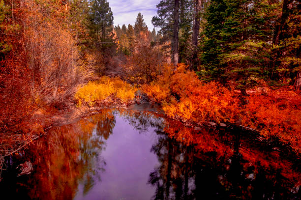 Cold Springs Creek with Fall color, Tahoe National Forest, Northern California.Cold Springs Creek with Fall color, Tahoe National Forest, Northern California.Cold Springs Creek with Fall color, Tahoe National Forest, Northern California.