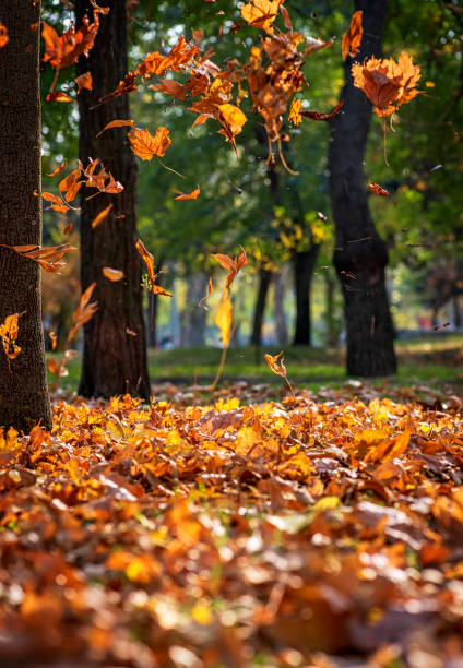 istock Falling dry maple leaves in autumn park 1061406810