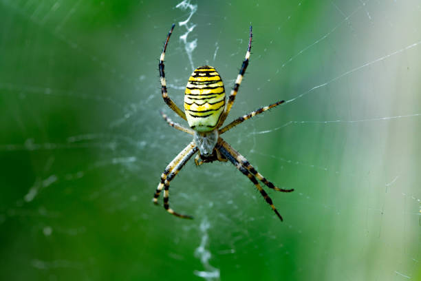 skrämmande wasp spider - getingspindel bildbanksfoton och bilder
