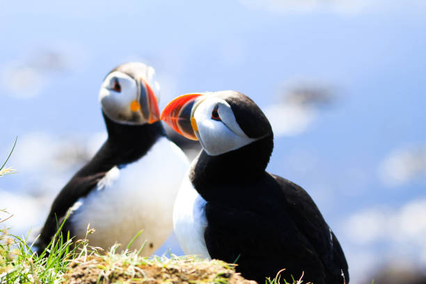 istock Atlantic Puffins in Latrabjarg Iceland 1061407424