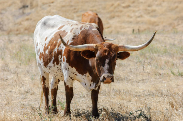 istock Close-up of Texas Longhorn Cow 1061410182