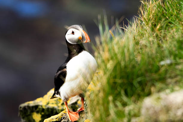 istock Atlantic Puffins in Latrabjarg Iceland 1061412044