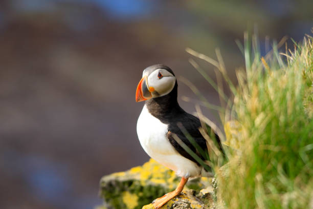 istock Atlantic Puffins in Latrabjarg Iceland 1061412066