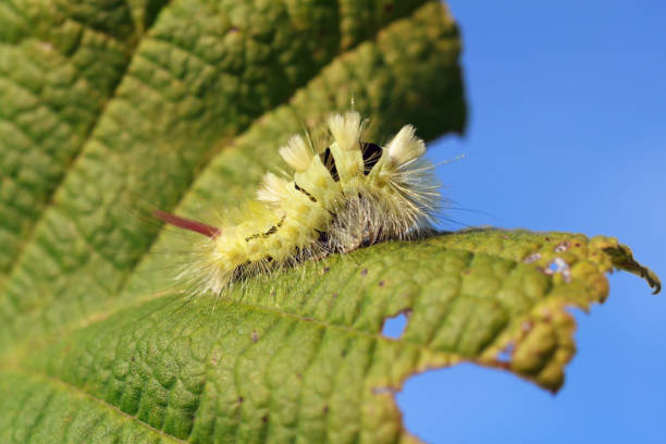 europese vlinders: caterpillar van de bleke tussock vlinder (meriansborstel) - rups van de meriansborstel stockfoto's en -beelden