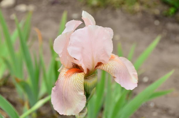 istock Iris is an unusual flower created by nature itself. 1061414900