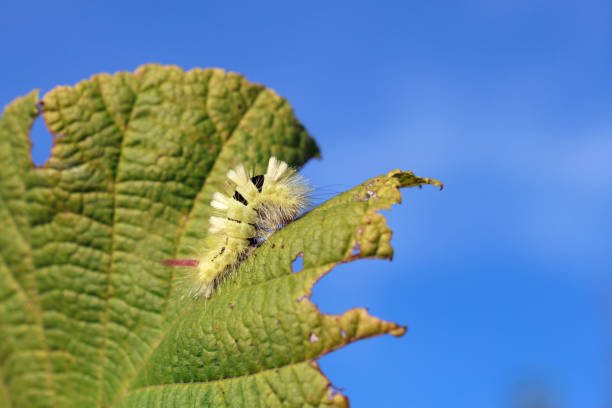 europese vlinders: caterpillar van de bleke tussock vlinder (meriansborstel) - rups van de meriansborstel stockfoto's en -beelden