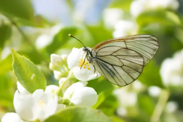 White butterfly Aporia crataegi on the Philadelphus (mock-orange) flower