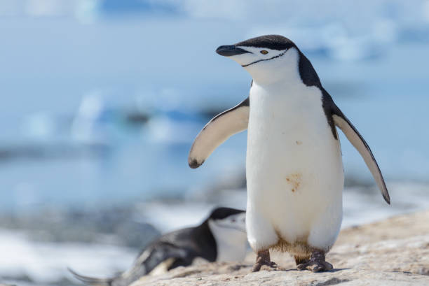 istock Chinstrap penguin on the beach in Antarctica 1061419280