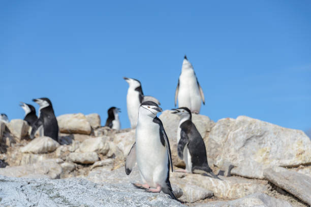 istock Chinstrap penguin on the beach in Antarctica 1061419336