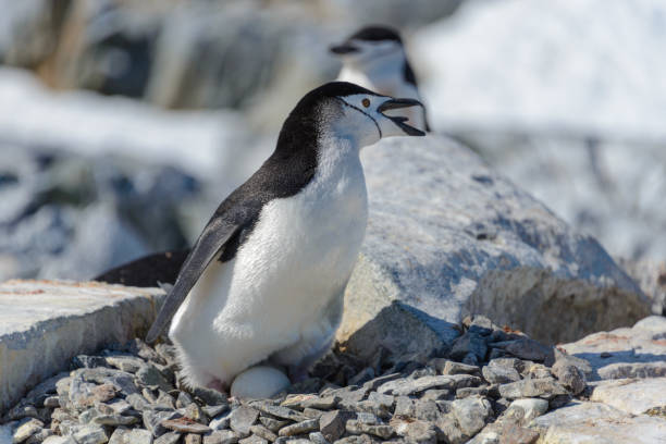 istock Chinstrap penguin with egg on the beach in Antarctica 1061419342