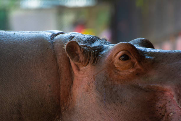 Side view closeup portrait Hippopotamus (Hippopotamus amphibius)