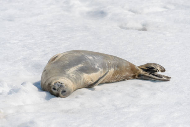 istock Leopard seal on beach with snow in Antarctica 1061419388