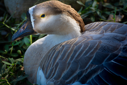 Beautiful water bird grey and white goose