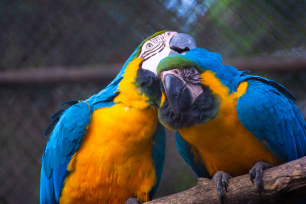 istock Beautiful two colorful macaws in zoo cage 1061419504