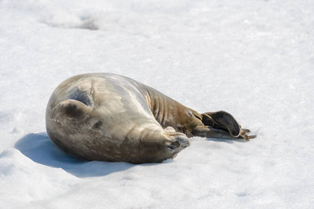 istock Leopard seal on beach with snow in Antarctica 1061419526