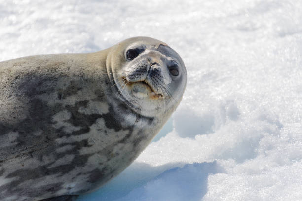 istock Leopard seal on beach with snow in Antarctica 1061419612