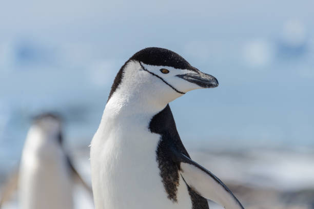 istock chinstrap penguin on the beach in Antarctica close up 1061419620