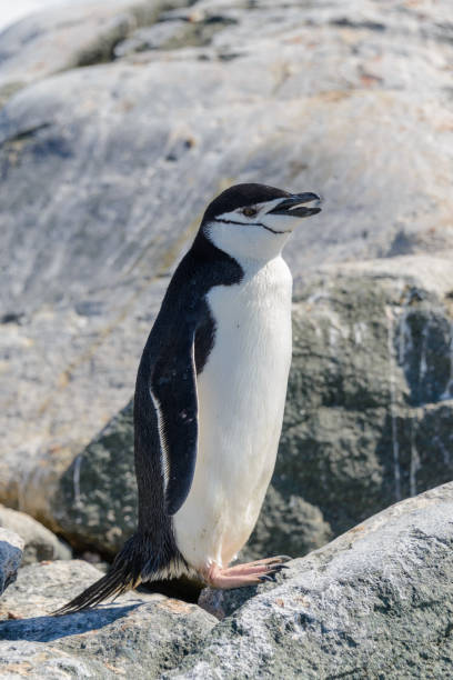 istock Chinstrap penguin on the beach in Antarctica close up 1061420036