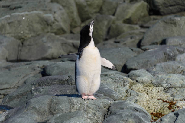 istock Chinstrap penguin on the beach in Antarctica 1061420100