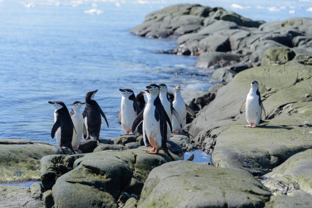istock Chinstrap penguin on the beach in Antarctica 1061420222