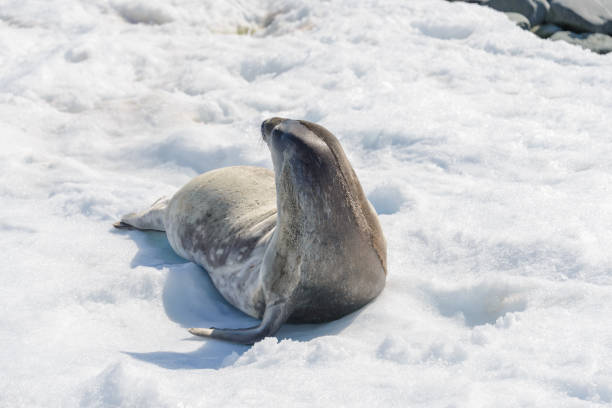 istock Leopard seal on beach with snow in Antarctica 1061420372