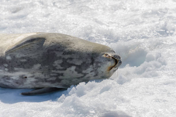 istock Leopard seal on beach with snow in Antarctica 1061420404
