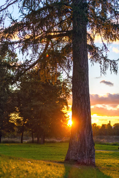 istock Lonely tree in the summer park at sunset. 1061422876