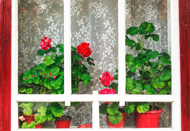 Old wooden windows with Geranium flowers.