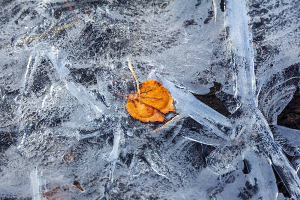 a yellow leaf on the ground ice