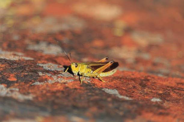 istock Grass hopper on ground at summer time 1061429934