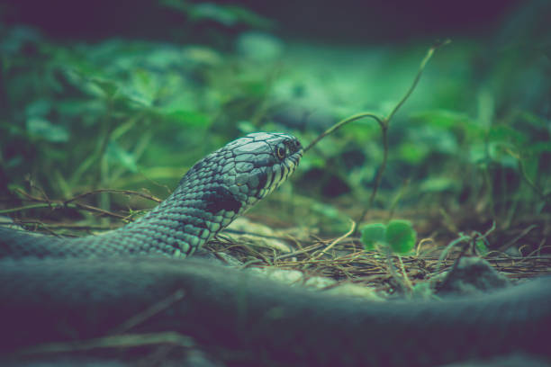 istock detail of snake head 1061431350