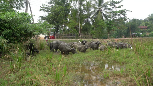 MS Water buffalo wading,grazing in marsh,Sri Lanka
