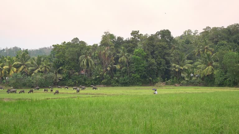 MS Water buffalo grazing in lush,green tropical field,Sri Lanka