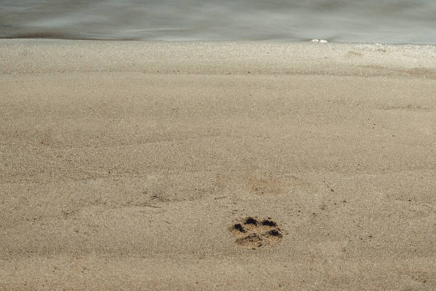 istock dog print in the sand 1061433852
