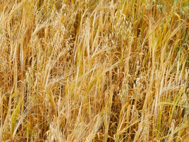 istock Oat field as nature background. 1061434260