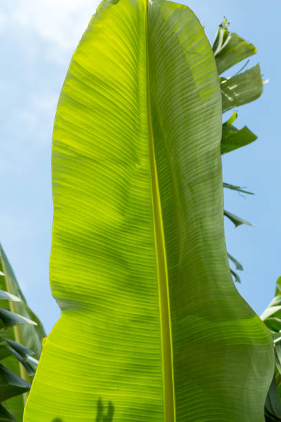 istock Banana green leaf backlit sun in garden 1061434818